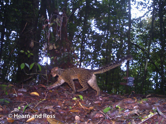 The marbled cat has a furry and long tail, which it often holds horizontally while walking, the researchers wrote in the study. The tail acts as a counterbalance when the cat is climbing trees, and is likely an adaptation for a tree-climbing li