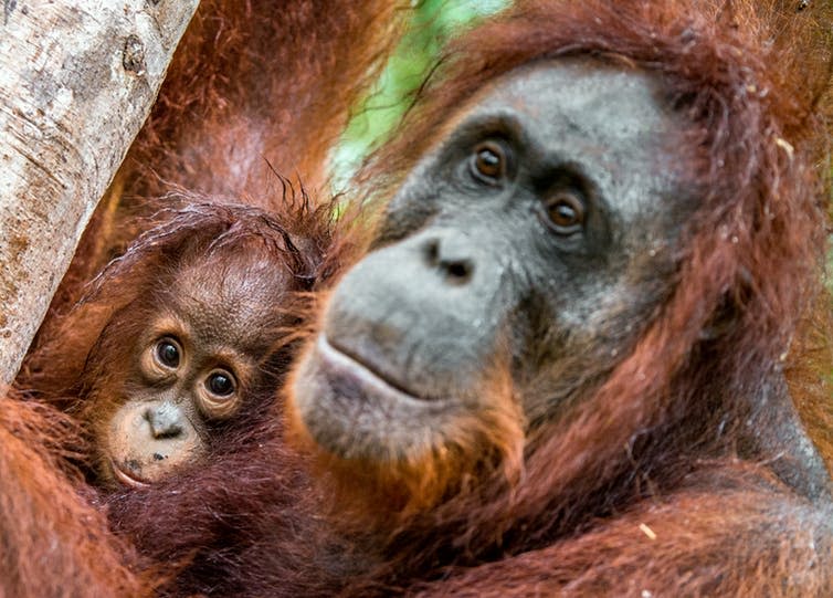 <span class="caption">Orangutan offspring stay with their mothers as long as human children do.</span> <span class="attribution"><a class="link " href="https://www.shutterstock.com/download/confirm/741100810?src=FN5-LsNKPuQpbnXbAQyyEQ-1-4&size=huge_jpg" rel="nofollow noopener" target="_blank" data-ylk="slk:Shutterstock;elm:context_link;itc:0;sec:content-canvas">Shutterstock</a></span>