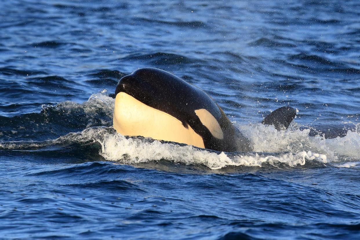 A family of Bigg's killer whales spent a significant time in Hood Canal at the end of 2021. Here, one of the members, T68C, is spotted by a camera.