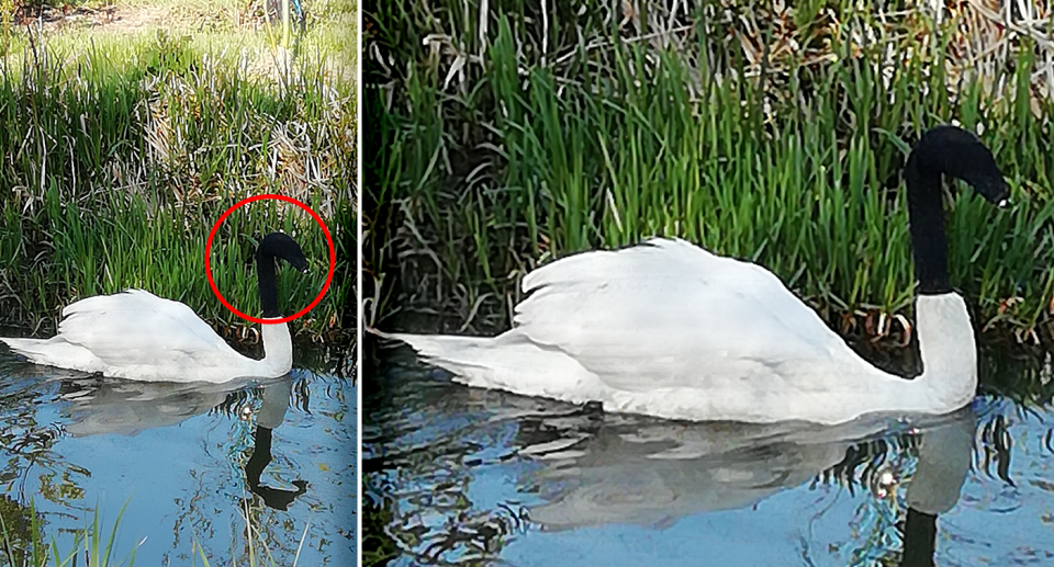 A swan pictured in two photos with a sock over its head.