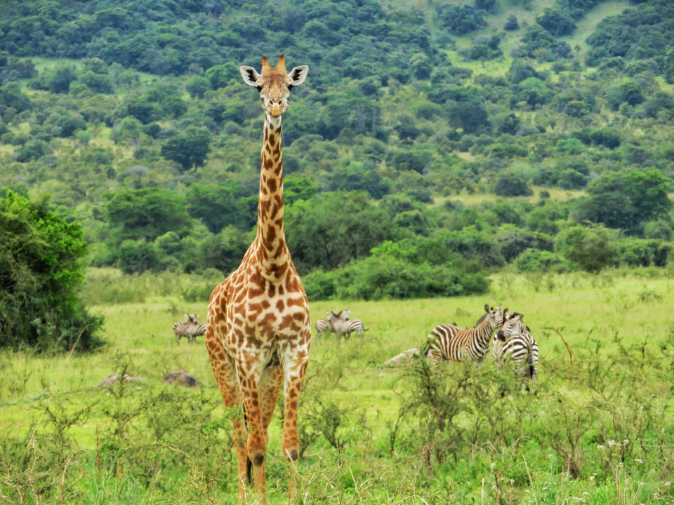 Le parc national de l’Akagera