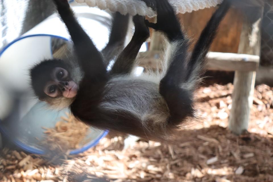 The Central Florida Zoo & Botanical Gardens is now home to three orphaned Mexican spider monkeys, who zoo officials say will make a difference for their species and help the Zoo educate visitors on the dangers of the illegal pet trade.