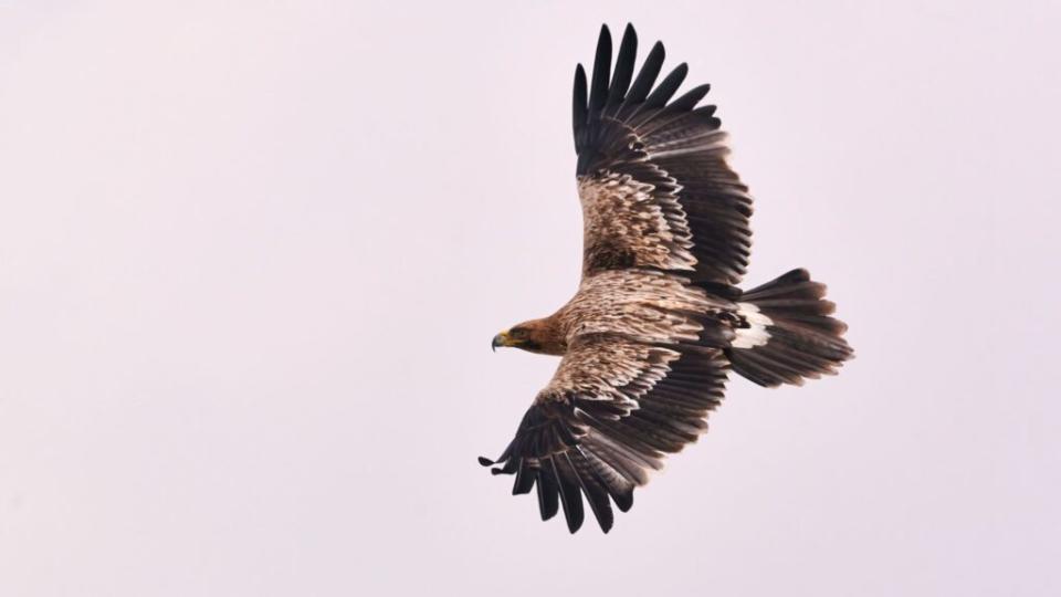 L'aigle impérial fait partie des espèces menacées, en raison de la destruction de son habitat et de la chasse. // Source : Canva