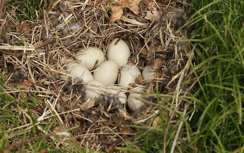 A Mallard nest with eggs - Credit: Dieter Hopf/ImageBroker