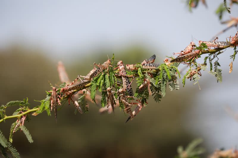 Desert locusts strip a bush of its leaves near the town of Lodwar, Turkana county