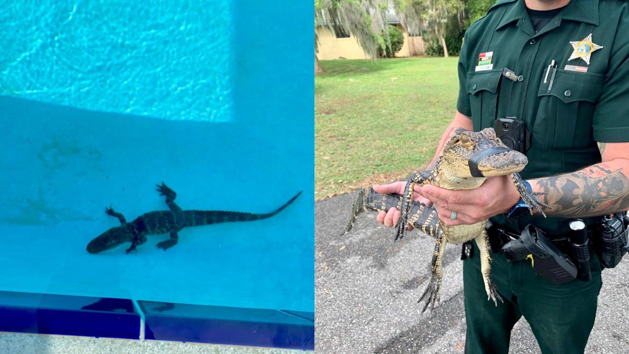 Alligator in Pool