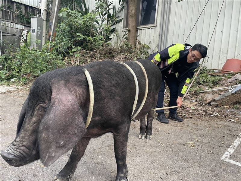 龜山警方出動「軟管」將黑豬逮捕。（圖／翻攝畫面）