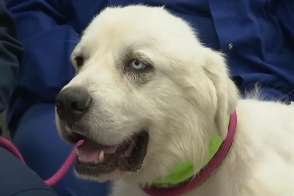 FOX 5 Atlanta/Youtube Casper, a Great Pyrenees who attacked coyotes to protect his farm, is up for American Farm Bureau Federation’s Farm Dog of the Year award.