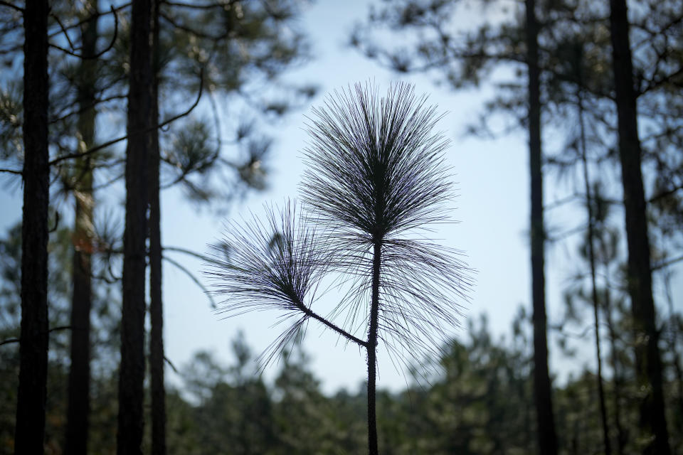 A longleaf pine tree is seen on Jesse Wimberley's property Wednesday, Nov. 8, 2023, in West End, N.C. Grassroots forest burners are proving key to restoring a fire-loving ecosystem across the South. (AP Photo/Chris Carlson)