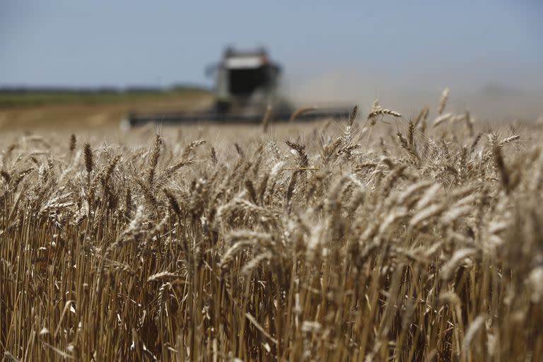 La caída de precios afecta en modo particular al trigo de la próxima cosecha argentina