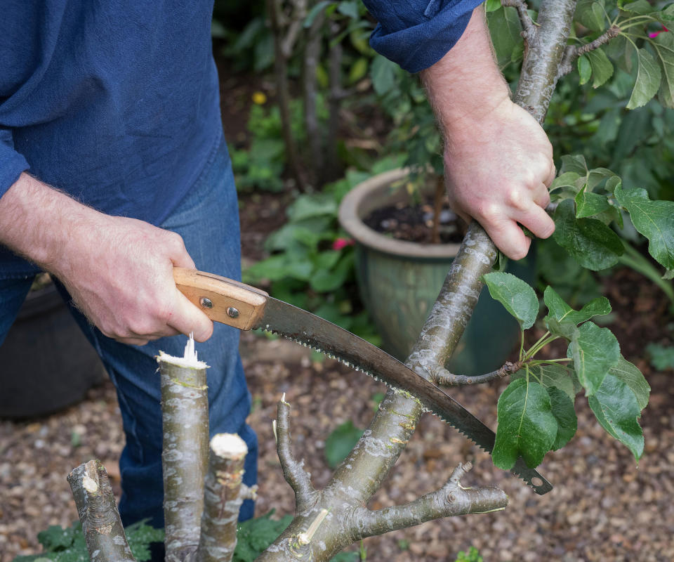 Hard pruning an apple tree