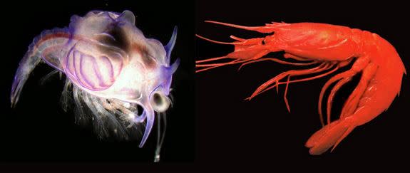 The larva <em>Cerataspis monstrosa</em> (left) is the baby version of the shrimp <em>Plesiopenaeus armatus</em> (right), researchers reported Aug. 27, 2012.