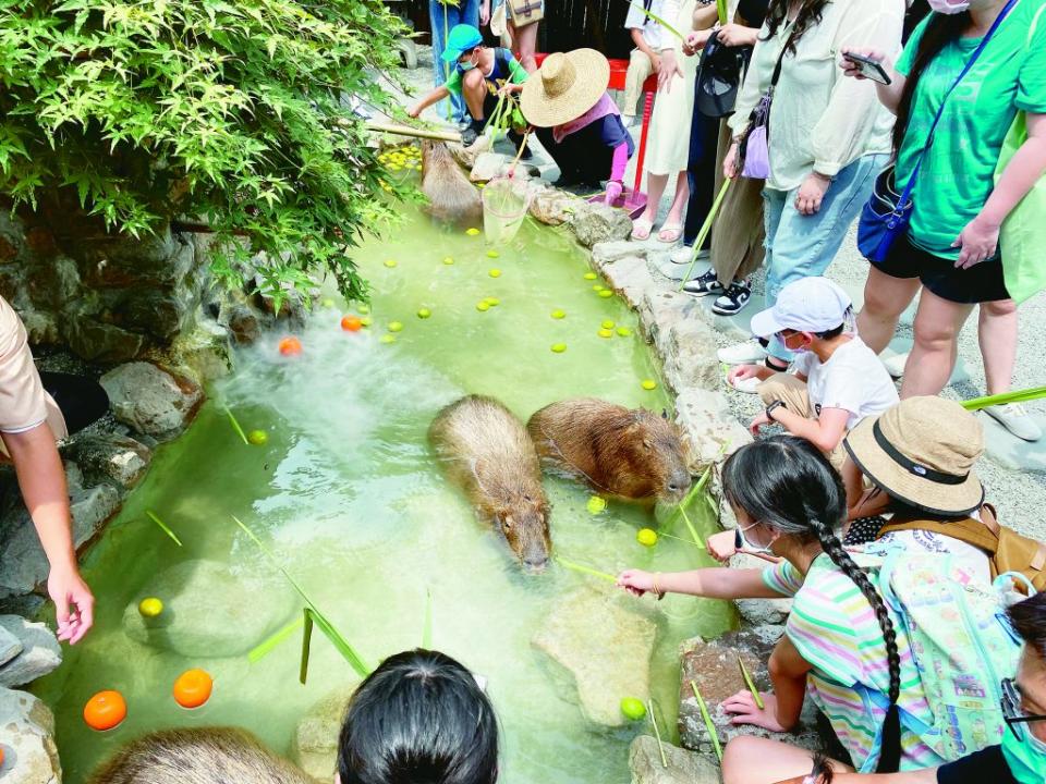 呆萌水豚君讓人想發笑。