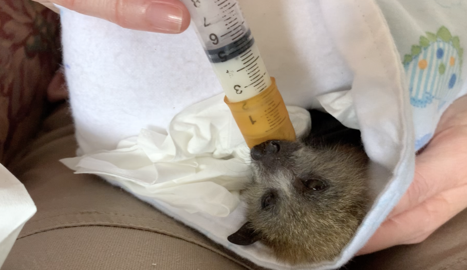 A flying fox pup is fed milk from a large syringe. 