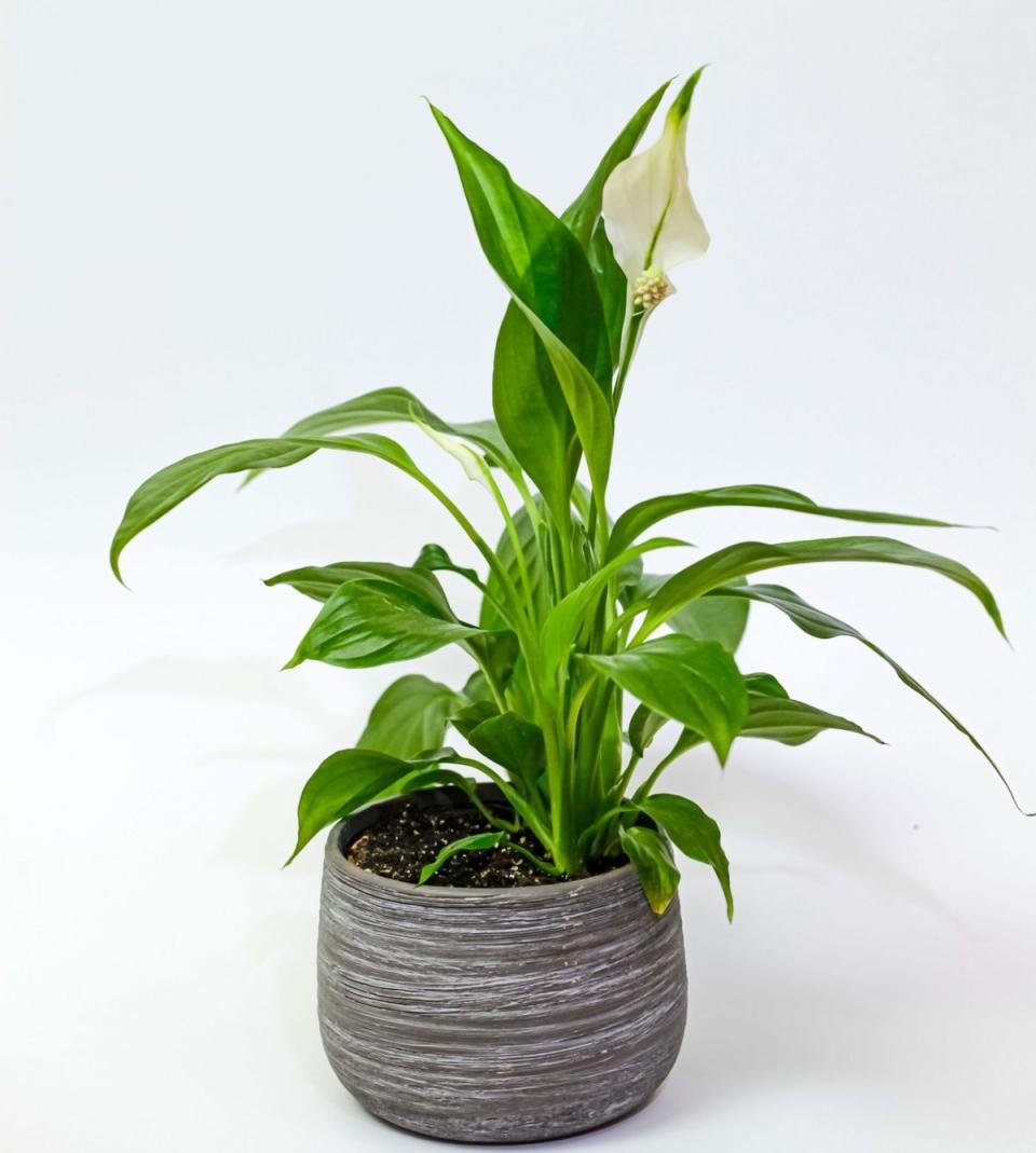 Spathiphyllum, commonly known as spath or peace lilies