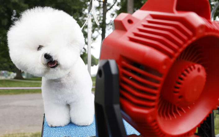 Elliott the Bichon Frise sits in front of a red fan