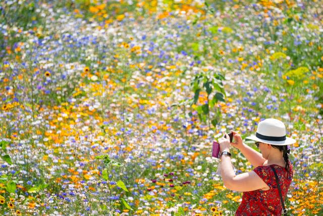  ‘SuperBloom’ at Tower of London