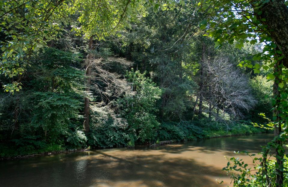 Hemlock trees die along Muddy Creek in Lower  Chanceford Township.