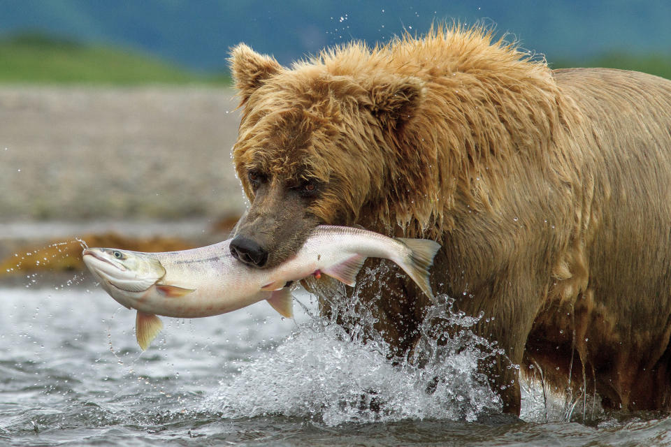 This image released by Disney shows a bear named Chinook in a scene from "Bears." (AP Photo/Disney, Oliver Scholey)