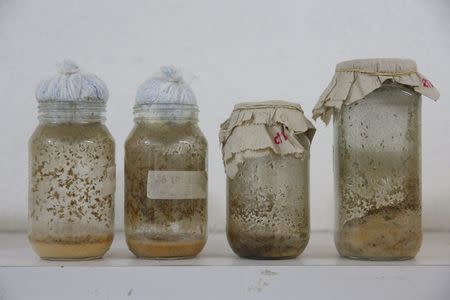 Drosophila melanogaster larvae, that will be used as part of the diet for frogs, are seen inside glass containers at the terrarium facilities in Caracas November 30, 2015. REUTERS/Carlos Garcia Rawlins