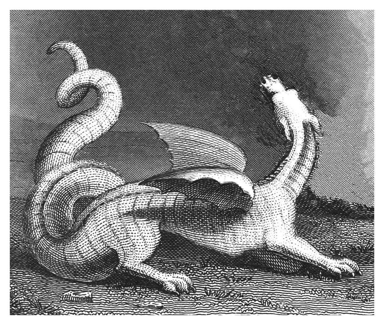 old engraved illustration of white dragon