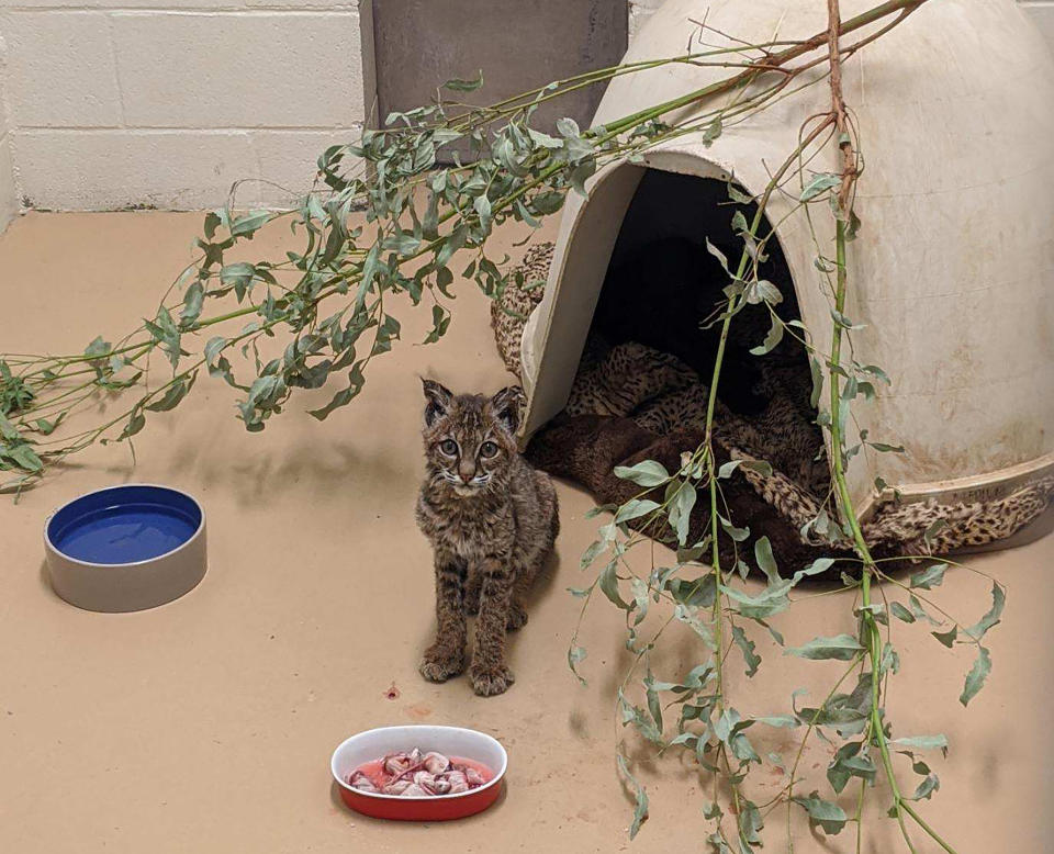 This Oct. 16, 2020 photo provided by the San Diego Humane Society shows a young bobcat at the San Diego Humane Society's Ramona Wildlife Center in Ramona, Calif. The young bobcat that was badly burned in a Southern California wildfire has been returned to its native habitat and will be released back into the wild. The San Diego Humane Society says the 7- to 9-month-old female was picked up on Tuesday, Dec. 1, 2020 from Ramona Wildlife Center and taken to an area near the site of the El Dorado Fire that has abundant food and water sources. (San Diego Humane Society via AP)