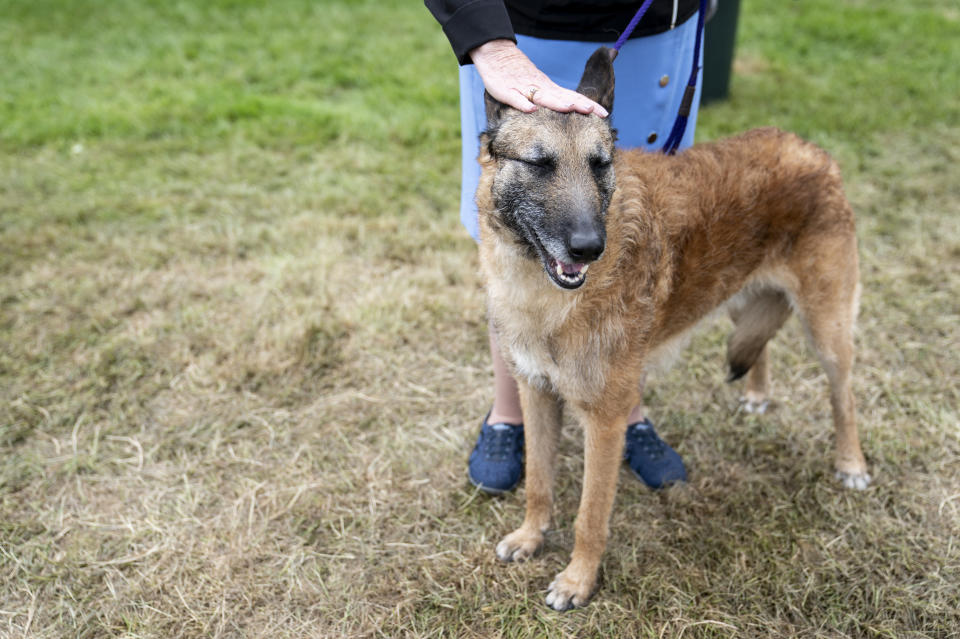 Pilate, a Belgian laekenois that is a new breed to enter competition this year, stands beside the judging area at the 145th Annual Westminster Kennel Club Dog Show, Saturday, June 12, 2021, in Tarrytown, N.Y. (AP Photo/John Minchillo)