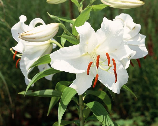 4) Casablanca Lily