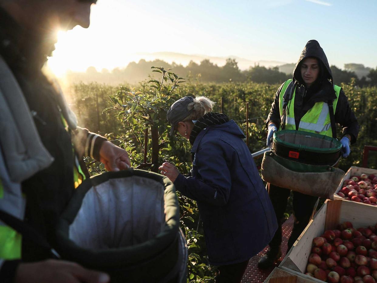 Migrant workers pick apples at Stocks Farm in Suckley, Britain: Reuters