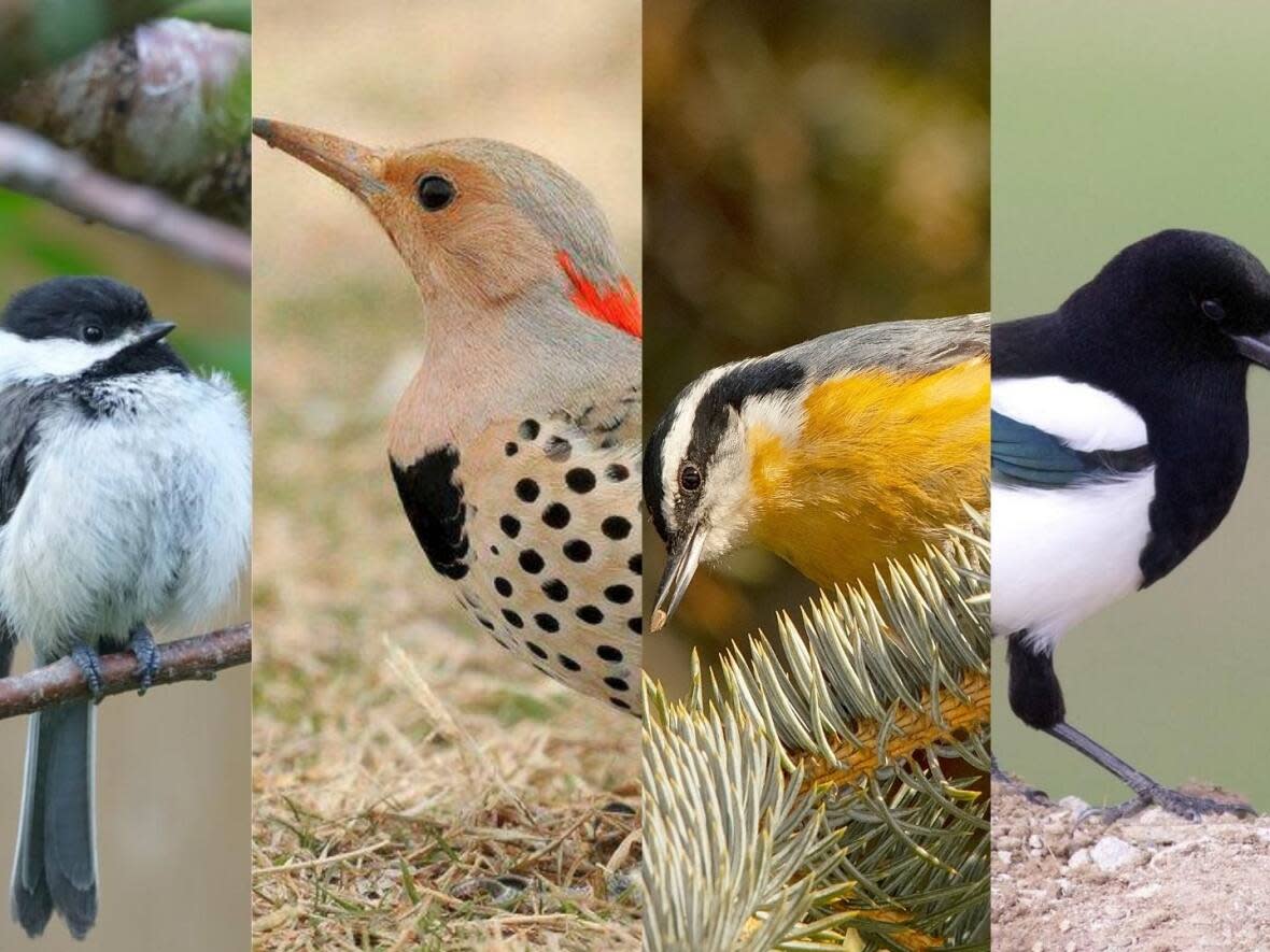 Calgarians had to choose between the blue jay, black-capped chickadee, northern flicker, red-breasted Nuthatch and black-billed magpie to be the city's official bird.  (Photos by Scott Martin, Sara Jordan-McLachlan, Randy Mitchell, Daniel Arndt and Kathryn Keith - image credit)