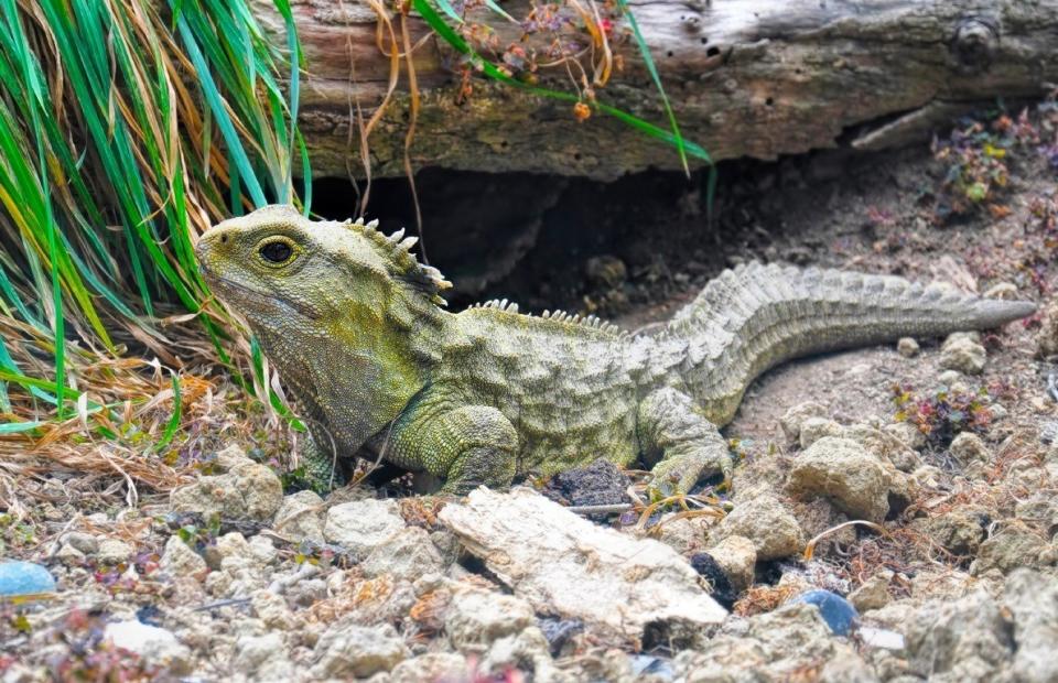 <p>Tuataras are reptiles found only in <a href="https://www.thedailymeal.com/free-tagging-cuisine/new-zealand" rel="nofollow noopener" target="_blank" data-ylk="slk:New Zealand;elm:context_link;itc:0;sec:content-canvas" class="link "><b>New Zealand</b></a>. To some scientists, they're known as “living fossils” because they're part of a reptilian order <span>Sphehodontia, which lived among early dinosaurs and have undergone little molecular evolution over time, according to a </span><a href="http://www.sciencedirect.com/science/article/pii/S0168952508000036?via%3Dihub" rel="nofollow noopener" target="_blank" data-ylk="slk:study;elm:context_link;itc:0;sec:content-canvas" class="link "><b><span>study</span></b></a> <span>in the journal Cell Press.</span></p><p><span>According to the</span> <a href="http://animals.sandiegozoo.org/animals/tuatara" rel="nofollow noopener" target="_blank" data-ylk="slk:San Diego Zoo;elm:context_link;itc:0;sec:content-canvas" class="link "><b><span>San Diego Zoo</span></b></a><span>, tuataras can live up to 91 years in “managed care” and up to 100 years in the wild. The reptile mostly </span><a href="https://www.thedailymeal.com/travel/9-countries-brave-enough-eat-insects-without-chocolate-coating" rel="nofollow noopener" target="_blank" data-ylk="slk:eats insects;elm:context_link;itc:0;sec:content-canvas" class="link "><b><span>eats insects</span></b></a><span>, with beetles being a favorite, but can also expand its palate to include lizards, birds, and bird eggs.</span></p>