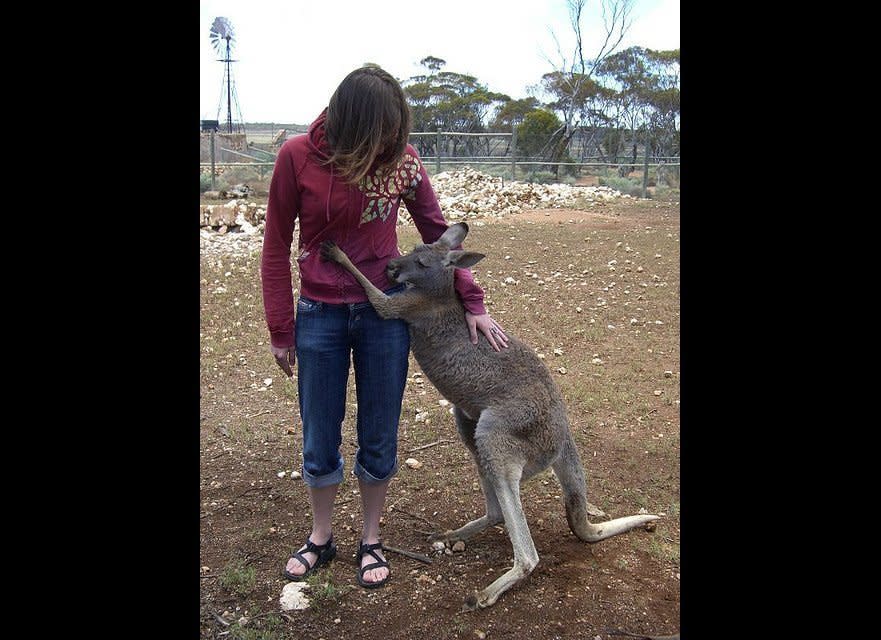 Lucky the kangaroo just wants some love.    (<a href="http://www.flickr.com/photos/rbie/2113601698/" target="_hplink">Image via Flickr</a>)