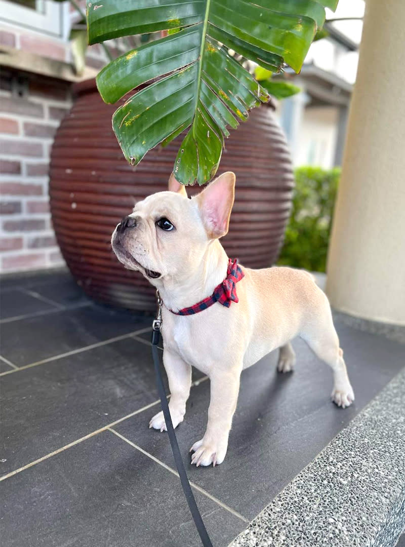 圖片由合法犬舍推薦-元萍犬舍提供