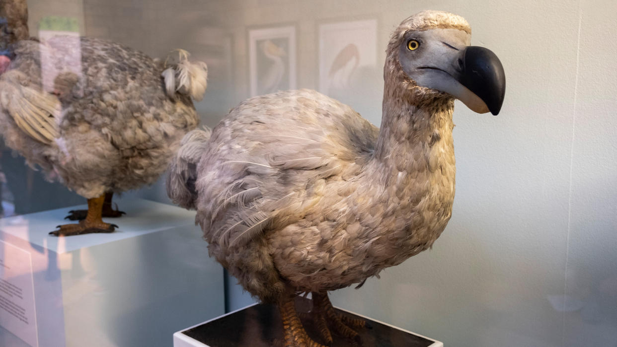  Dodo in the birds exhibition room at the Natural History Museum on 19th January 2024 in London, United Kingdom. 