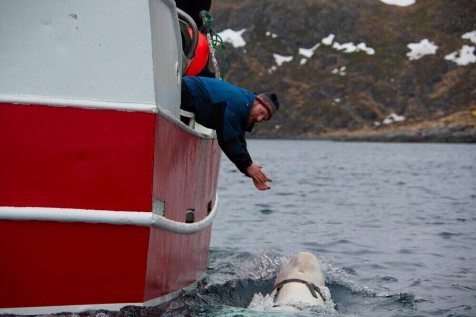 The beluga whale lived in the waters off Norway’s coast (AP)