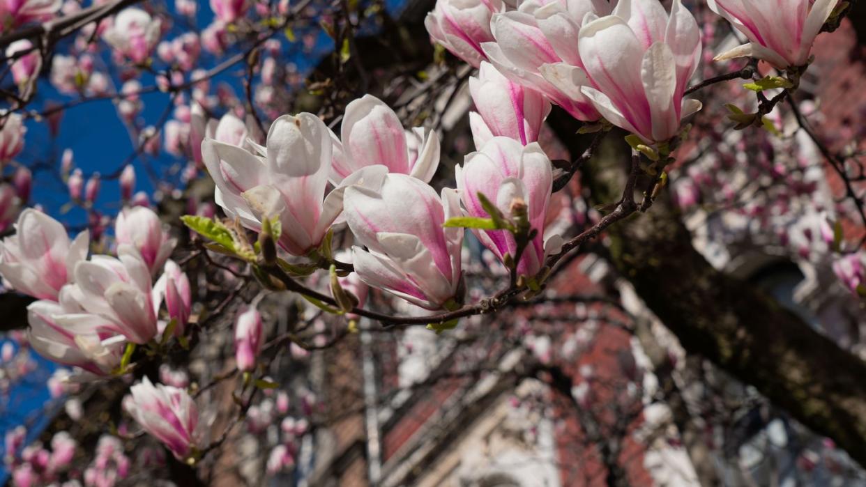 cherry blossoms in front of an old building