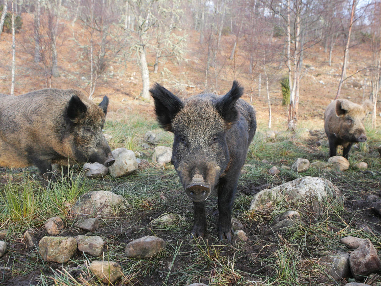 Wild boar are said to be moving into the more polluted areas of Sweden (file pic): Peter Jolly