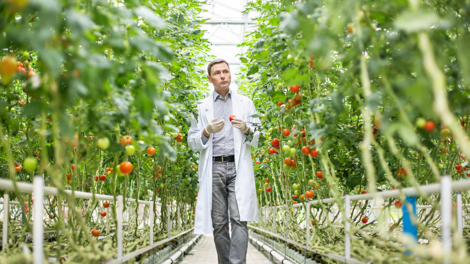 Food scientist inspecting tomatoes on plants in greenhouse.