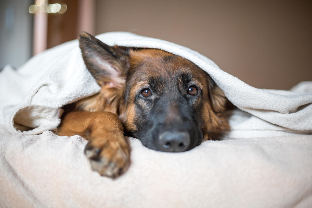A dog lying in bed at home looking sad. (Getty Images)