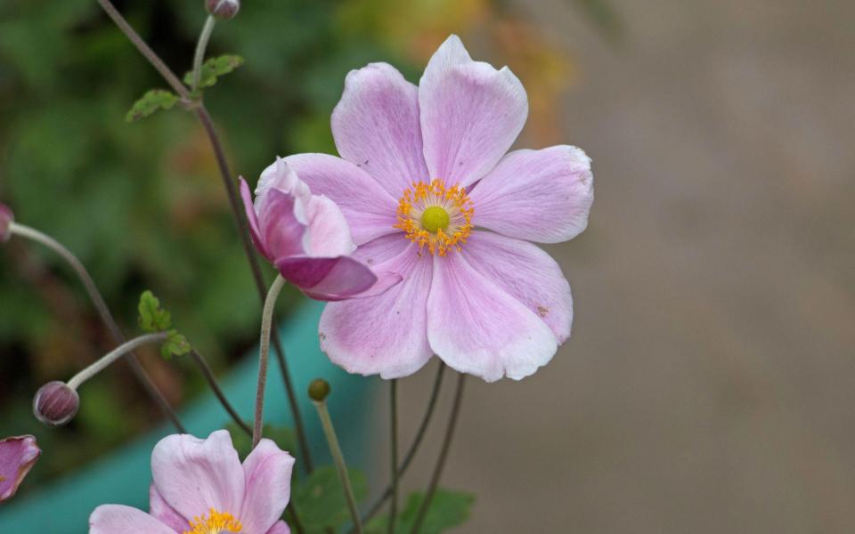 Japanese anemones (Anemone x hybrida cultivars) - Jackie Tweddle / Alamy 