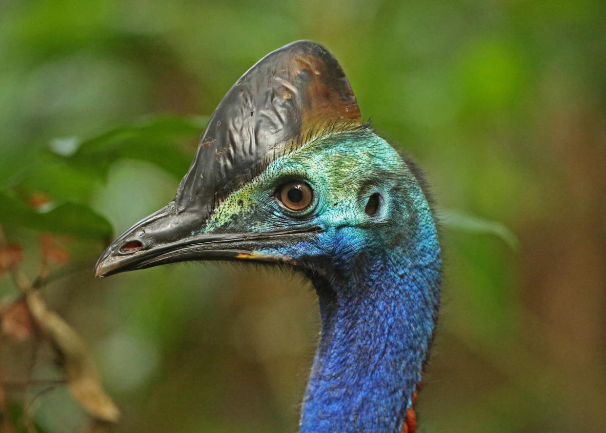 <em>The cassowary reportedly fell onto its owner then attacked him (Picture: Getty)</em>