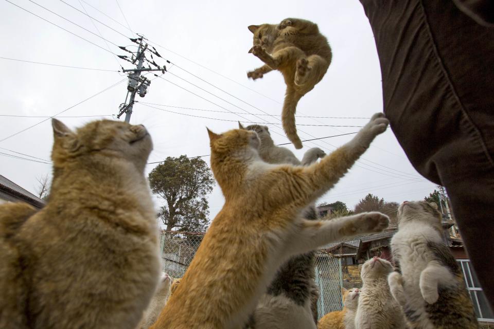Um exército de gatos ocupa a remota ilha de pescadores de Aoshima, no sul do Japão, que ficou conhecida como a 'Ilha dos Gatos'. (REUTERS/Thomas Peter)