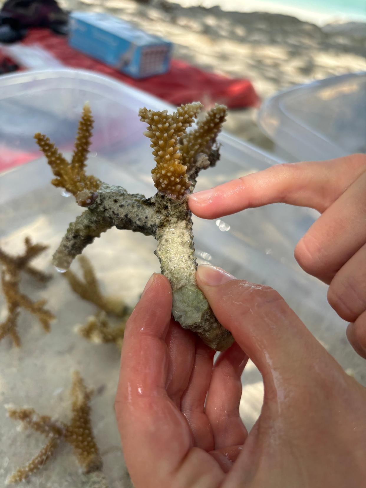 This fragment of coral has the potential to be revived.