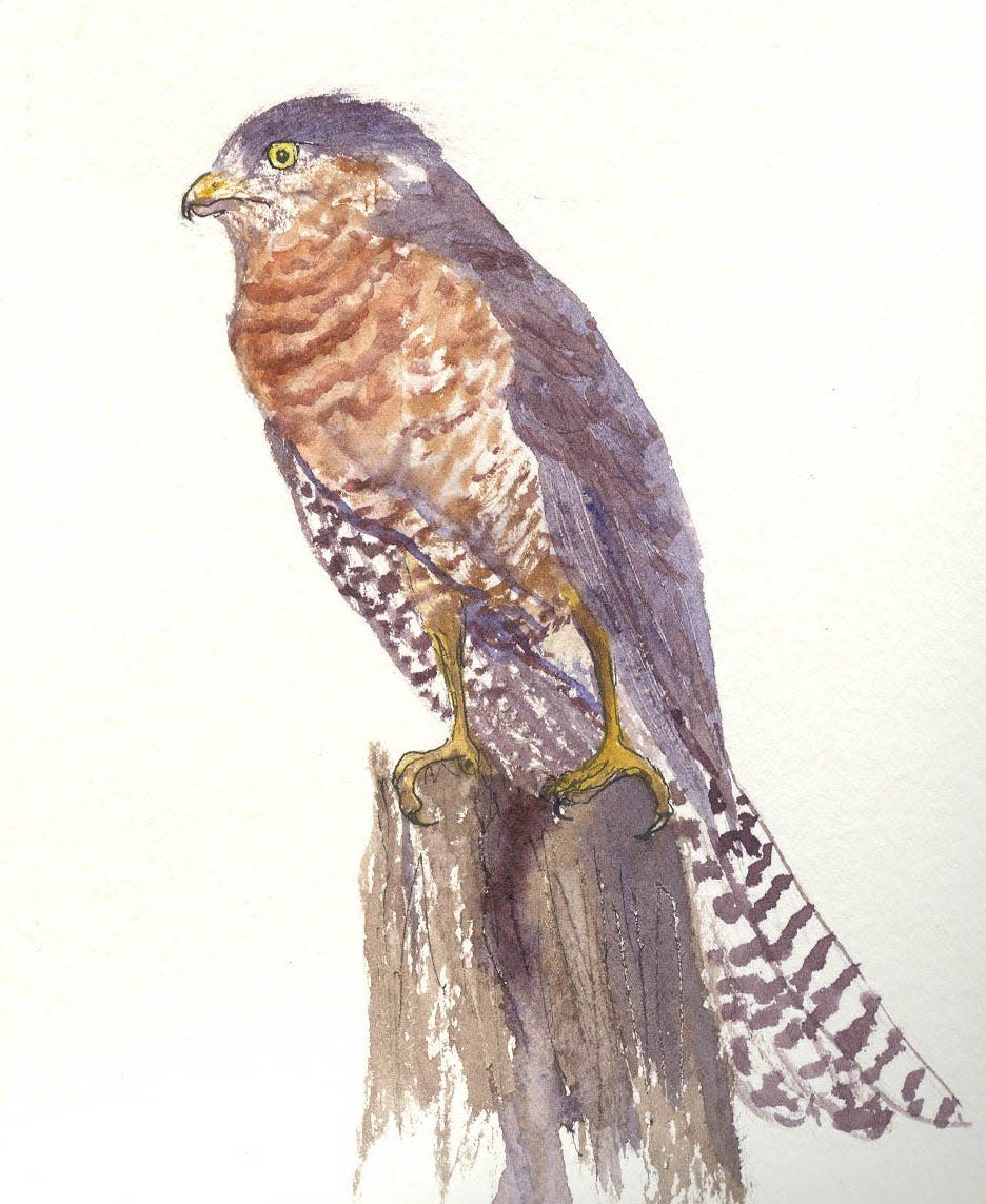 Male sharp-shinned hawk