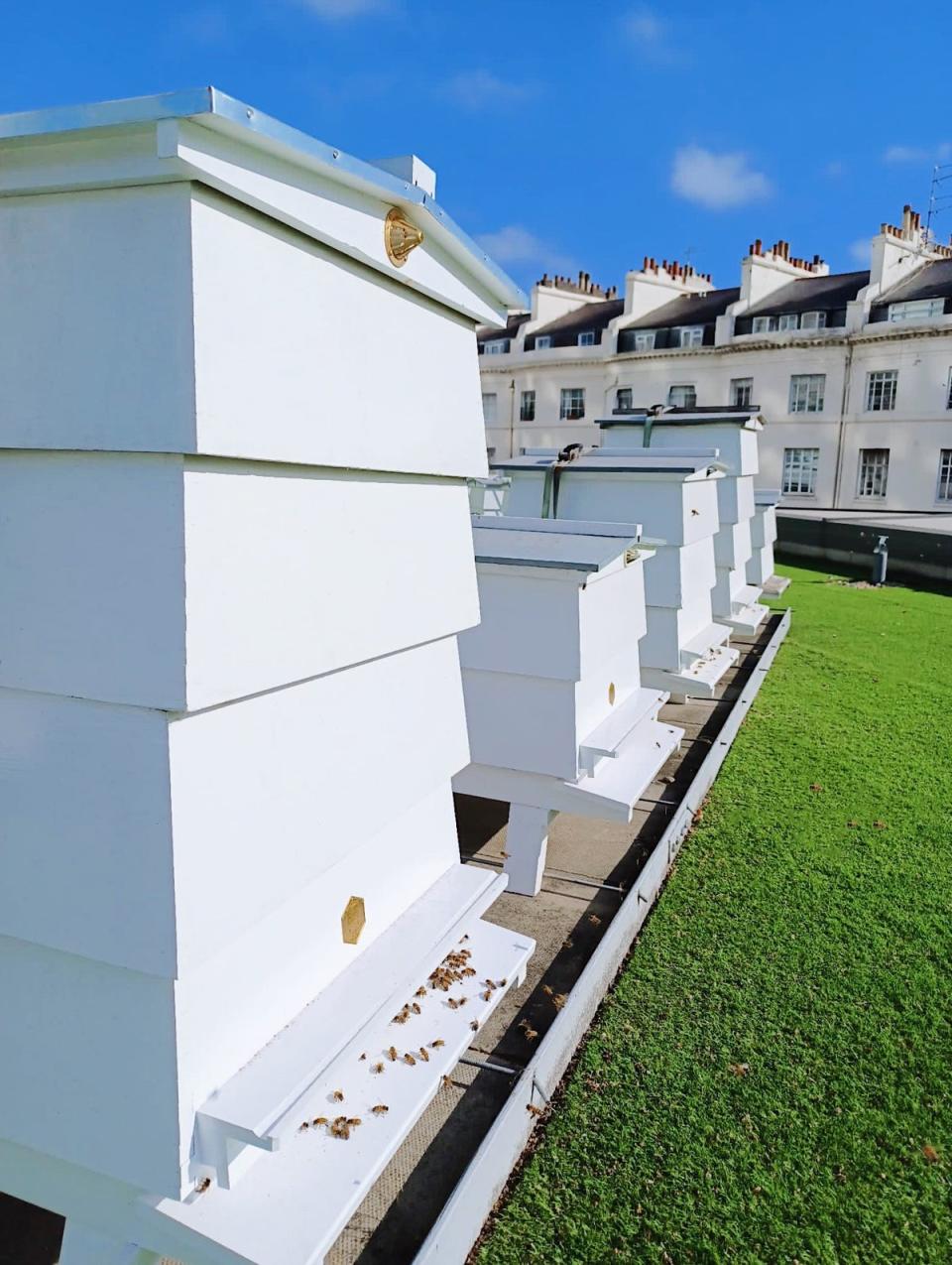 Hive mind: The beehives on the roof (Royal Lancaster London)