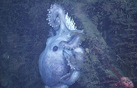 A deep-sea octopus (Graneledone boreopacifica) is shown on a ledge near the bottom of Monterey Canyon, California, about 1,400 meters (4,600 feet) below the ocean surface in this 2007 handout photo provided by Eurekalert.org July 30, 2014. REUTERS/MBARI/Eurekalert.org/Handout via Reuters