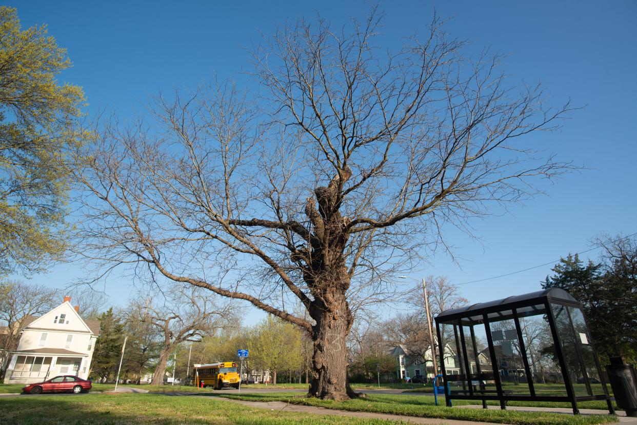 This gnarled old locust tree standing at the southeast corner of S.W. Huntoon and Clay is the "oldest tree in Topeka," according to a plaque located at its base.