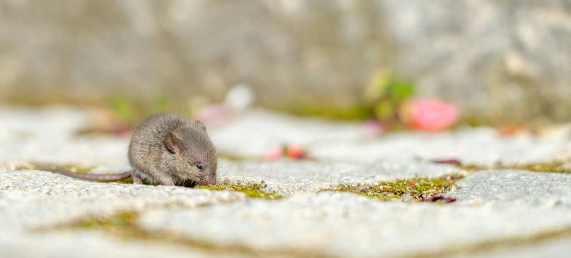 A hazel dormouse: the species has seen a 51% decline in the UK since 2000.