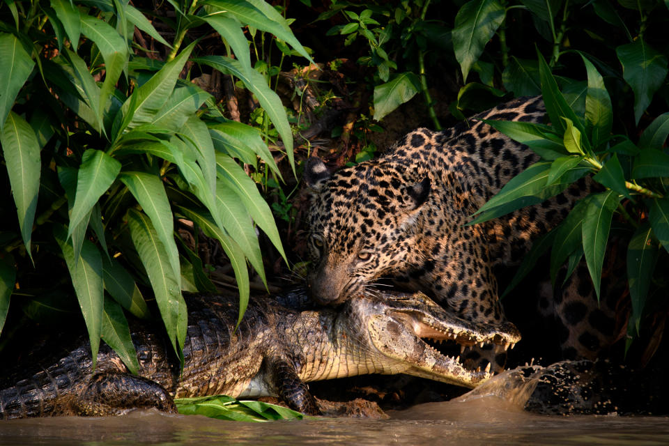 Prince Albert II of Monaco Foundation 2023  Environmental Photography Award