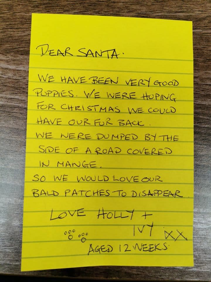 Holly and Ivy have written to Santa Paws to ask for their fur back (Photo: RSPCA Millbrook Animal Centre)